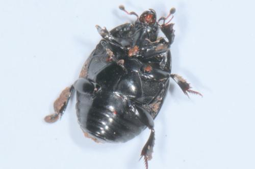 Réf. 237 951 : Hister unicolor